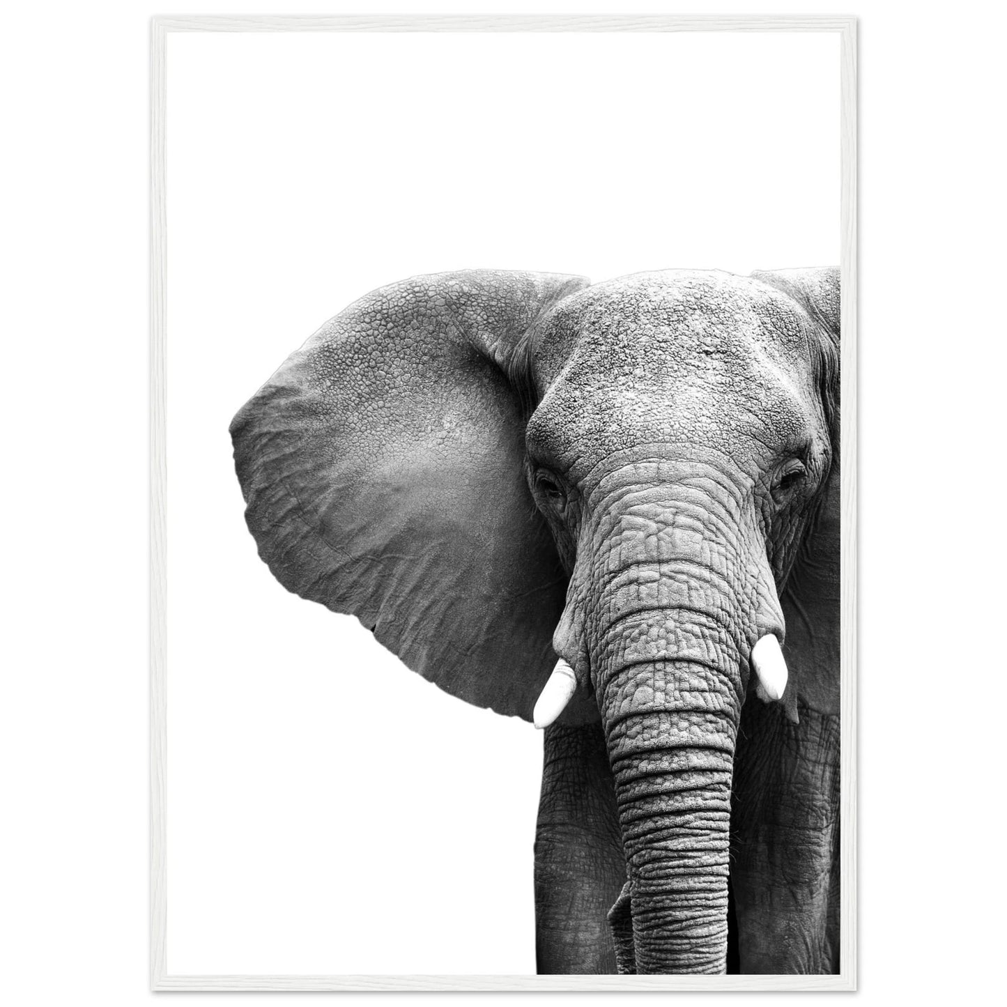 Cuadro Blanco y Negro Elefante - La Casa Del Cuadro