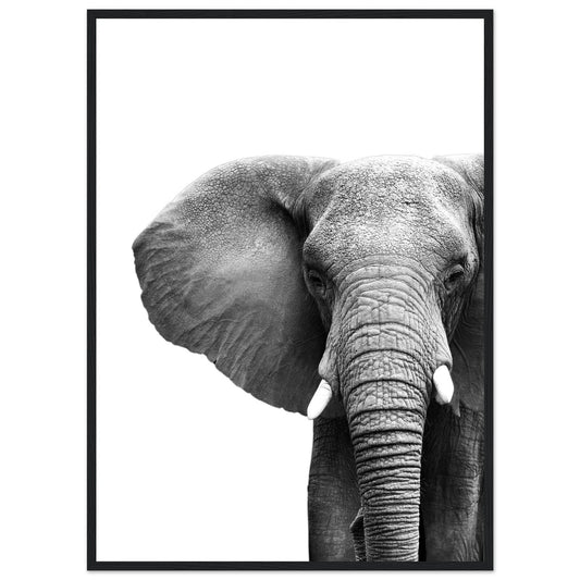 Cuadro Blanco y Negro Elefante - La Casa Del Cuadro