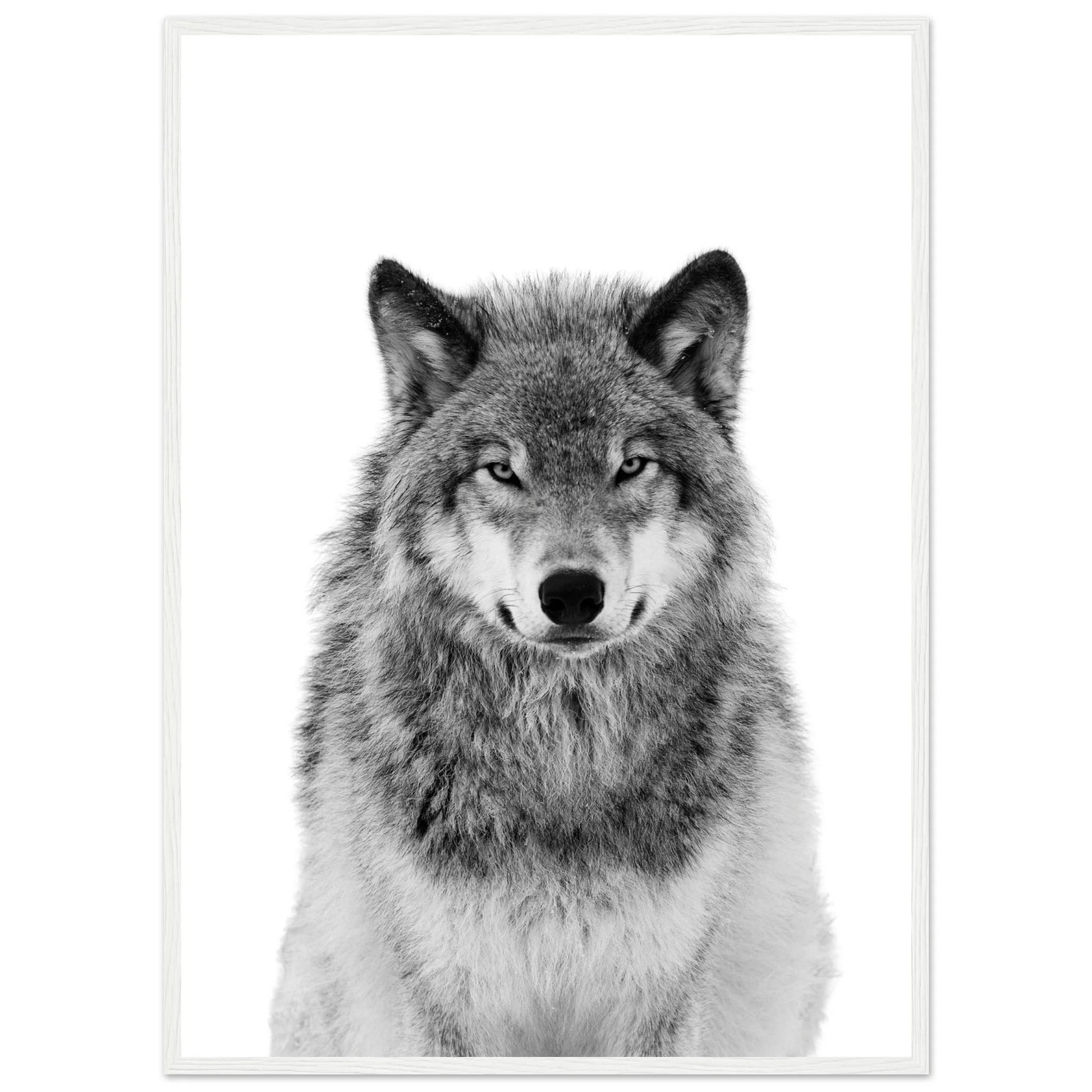 Cuadro Blanco y Negro Lobo - La Casa Del Cuadro